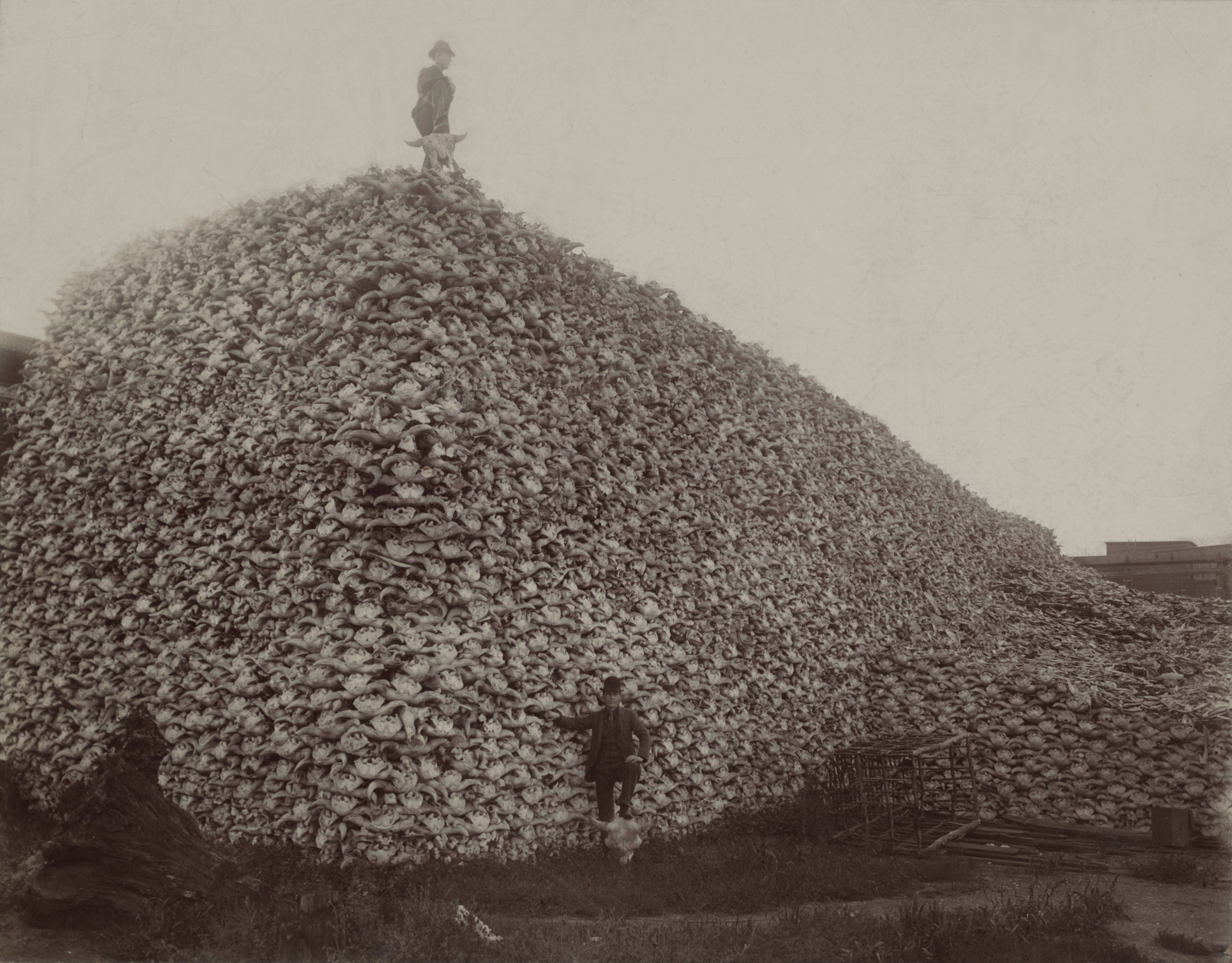 Bison_skull_pile_edit
